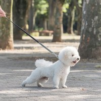犬が散歩中『飼い主の前を歩く』心理５選　考えられる理由や愛犬がリードを引っ張るときの対処法まで