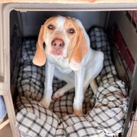 犬に『ハウス』を教えるときのタブー行為5つ　簡単に覚えさせるためのトレーニング方法とは？
