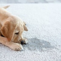 犬が『おしっこ漏れそう』なときにみせるサイン５選　普段から我慢させないための対処法まで