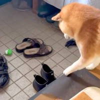 『布を引っ張れば、玄関のおもちゃが取れる』と勘違いしている犬→失敗してしまい…明らかに『絶望する瞬間』が13万再生「想定外だったのねｗ」