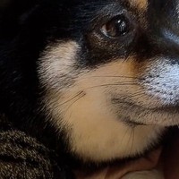 『ヴッ』という犬の唸り声が聞こえたので、急いで見に行った結果→『想定外な光景』に4万いいね「と、尊い…」「なんて素敵な世界なの」と絶賛