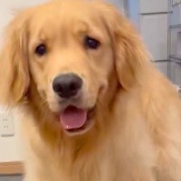 なぜか『突然歩けなくなってしまった』大型犬→慌てて見に行くと…『まさかの光景』が13万表示「可愛すぎて爆笑ｗｗ」「ジャストフィットで草」