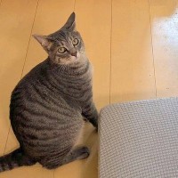 『にゃーん』と猫に呼ばれたので、ついて行った結果→犬が閉じこめられていて…まさかの光景に5万いいね「現行犯逮捕ｗ」「助けて…って顔で草」