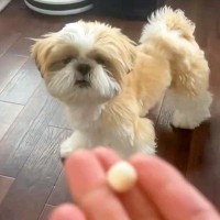 犬のオヤツを投げた結果→『上手に食べれるかな』と思ったら…予想を超える『コントのような展開』が43万表示「見事な横取りｗ」「探してて草」