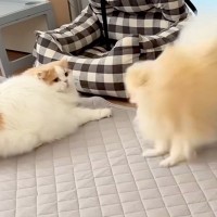 いつも優しい猫を『犬がわざと驚かせた』結果→さすがに怒って、猫パンチを…微笑ましすぎる光景に反響「喧嘩しても仲良し」「兄弟愛を感じる」