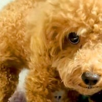 病気で『下半身不随』になった犬→諦めずにリハビリを続けて、2年後に…小さな体での『努力の記録』に涙腺崩壊「鳥肌立った」「本当にスゴイ」