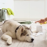 愛犬に『イライラ』してしまったら？関係性を悪化させないために飼い主がすべきことまで