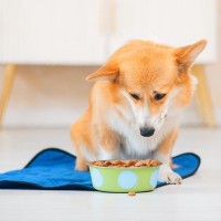 犬が急に『食欲がなくなる』3つの原因　病気の可能性や受診のタイミングまで解説