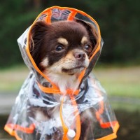 犬に『レインコート』は必要？選ぶ際のポイントやスムーズに着せるコツまで