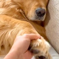 お母さんには適当な対応をする大型犬→お父さんを前にすると『忠犬』に変わり…あからさまな『態度の違い』に反響「顔がｗｗ」「撫で回したい」