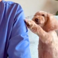 おててでママの腕をちょんちょんする犬→振り返ると…人の子供のような『おちゃめすぎる反応』が11万再生「可愛すぎる」「どういう心理？ｗ」