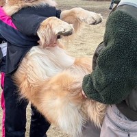 遊びに夢中で呼んでも無視する大型犬→仕方がないので、二人がかりで…強制連行される光景と『まさかの表情』が話題「意思の強さｗｗ」「精神力」