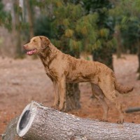 【獣医師監修】チェサピーク・ベイ・レトリーバー｜犬種の特徴と性格、飼い方や価格相場まで解説