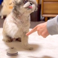 『ベル鳴らしの練習』をする犬→数週間後、上達し過ぎてしまい…まさかの『クレーマー化』に爆笑「声出して笑った」「完全にマスターしてるｗ」