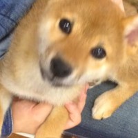 たまたま気になった『売れ残り犬』を連れて帰宅→裏庭にドッグランを作ってあげて…愛に溢れた『素敵な物語』に感動「ジーンとした」「幸せ者だ」