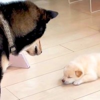 自分の子供と初めて会った父犬→『近くに行って確認した』と思ったら…想像と違った『辛辣な反応』が208万再生「おもろい」「なんでやねんｗ」