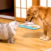小さな頃から『猫と仲良しだった大型犬』→なぜか動きもネコっぽくなり…影響を受け過ぎている光景が48万再生「大型猫ｗ」「ずっと見ていたい」