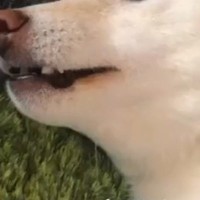 抜け毛がすごい犬にスリスリされた女性→毛が付くので『最悪や』と言った結果…言葉を理解している『表情』が53万再生「心失ってて草」「顔ｗ」