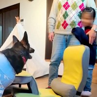強面の大型犬を怖がる6歳の女の子→一緒に過ごすうちに距離が縮まり…あっという間に大親友になる光景が18万再生「みんな優しい」「ほっこり」