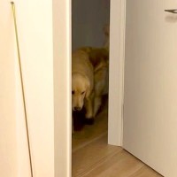 赤ちゃんが家に来た日、いつもは別々に寝る大型犬が『寝室』まで見に来て…尊すぎる『朝までの光景』が117万再生「頼もしい」「警備隊長」