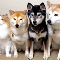 猫が『3匹の犬に育てられた』結果→順番に『おて』をさせてみると…影響を受け過ぎている『まさかの光景』が259万再生「犬かとｗ」「可愛い」