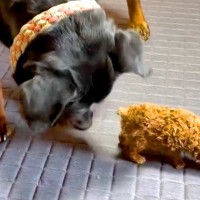 『子犬は絶対に踏んじゃダメ』と教わった大型犬→気を使いすぎて…見た目とのギャップがある光景が41万再生「尊い」「幸せな気持ちになる」