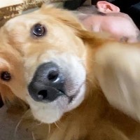 ママに撫でられて嬉しそうな大型犬→隣で寝ているパパを撫でてみた結果…わかりやす過ぎる『態度』が38万再生「期待以上の反応ｗ」「可愛すぎ」