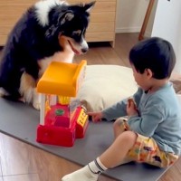 『小さな男の子と犬が一緒に遊んでいる』と思ったら…？想定外だった『まさかの企み』に反響「ガン見で草」「タイミング待ちｗｗ」