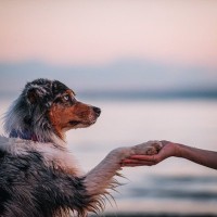 犬から『尊敬される人』の特徴4つ　頼りにされているかどうかを見極める方法まで