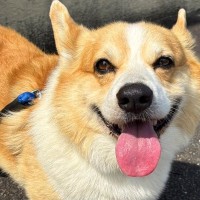 車でのお出かけでウキウキ笑顔の犬→行き先が『動物病院』で…わかりやす過ぎる『ブチギレの表情』に爆笑「よくも騙したなって顔で草」「最高ｗ」