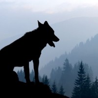 【獣医師監修】ウトナーガン｜犬種の特徴と性格、飼い方や価格相場まで解説