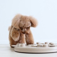 犬の『知能』を調べる方法3選　ワンコのIQは人間でいうと何歳ぐらいなの？賢く育てるコツまで