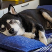 犬がみせる『老化サイン』4選　見逃したくない行動の変化や加齢による注意点まで
