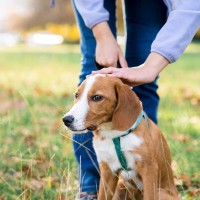 犬の『ベテラン飼い主』が絶対にしないこと4選　知っておくと役立つお世話やしつけのコツまで