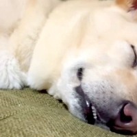 犬の寝顔を撮影するため、ゆっくりと近づいた結果→気付かれてしまい…ホラー映画ばりの『目覚めの表情』が15万再生「怖い夢でも見たんかｗｗ」