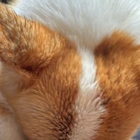 大雨の中、散歩に出かけた犬→帰宅した瞬間…まるで『小さな子どものような要求』に1万いいね「仕草が可愛すぎる」「濡れるの嫌なんだね」と反響