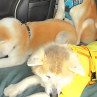 軽自動車の後部座席に『3頭の秋田犬を乗せた』結果→一番体格のいいワンコが…思っていたのと違う光景が20万再生「遠慮してて草」「困り顔ｗ」
