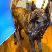 名前を呼んでも来ないワンコ→先輩犬に『呼んできて』とお願いした結果…『まさかの行動』が28万再生「言葉を理解してる」「人間の知能並み」