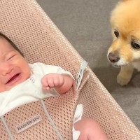 夜10時、寝室に移動する犬→赤ちゃんが泣きだすと『大丈夫？』とすぐに戻ってきて…あまりに素敵な光景が38万再生「頼りになる」「最高の兄」