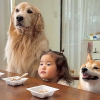大好物の『納豆』を前にした2匹の犬→『すぐに食べてしまう』と思いきや…礼儀正しい『子どものような光景』に反響「お行儀いい」「目キラキラ」