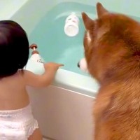 よちよち歩きの赤ちゃんが『お風呂でイタズラ』するので、叱ろうとした結果→大型犬が…まさかの光景が70万再生「優しすぎ」「許しちゃうね」