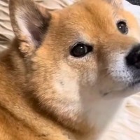 散歩嫌いでブチギレる犬→『それなら、ドッグラン行こうか？』と誘うと…わかりやす過ぎる『テンションの違い』が38万再生「目がｗ」「不思議」