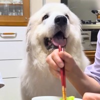 おばあちゃんがご飯を食べていたら『超大型犬』が近づいてきて…成功率100％の『おねだり』が110万再生「可愛すぎ」「甘やかしちゃうｗ」