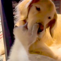 気難しい性格の大型犬が『子猫にちょっかいをかけられた』結果→『怒るかな』と思いきや…想定外の尊い光景に反響「懐大きいイケメン」「優しい」