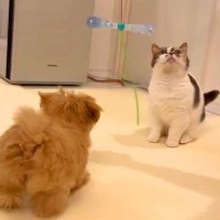 赤ちゃんの頃から『3匹の猫』に育てられた子犬→成長した結果、猫じゃらしを見ると…影響を受け過ぎて『猫化』してしまった光景に思わず悶絶