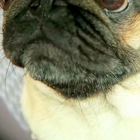 車での外出でテンションMAXな犬→『病院で注射するよ』と伝えた瞬間…人間の子どものような『顔の変化』が36万再生「目が…ｗ」「笑ったｗ」