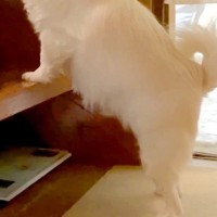 休日の朝、いつもより遅くまで寝た結果→先に起きた犬が『階段の前』で待ち続けて…あまりにも健気な光景が13万再生「泣ける」「愛おしすぎ」