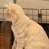 一緒に遊んでいる犬と猫→ふと様子を見てみたら…完全に立場が逆になっている『予想外の光景』に6万いいね集まる「楽しそうで草」「仲良しだｗ」