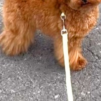 歩かなくなってしまった犬→抱っこしてほしくて『立ったまま眠ったフリ』をして…『まさかの表情』が13万再生「なんちゅー顔ｗ」「可愛すぎる」