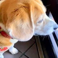 玄関で『大好きな配達員さん』を待つ犬→やっと会えた瞬間…嬉しさが伝わる『素敵な表情』に反響「笑顔が良すぎる」「でへへへってなってるｗ」